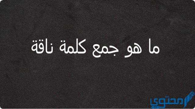 هل يمكن جمع ناقة بأكثر من صيغة في اللغة العربية