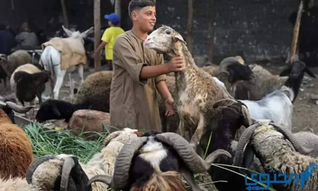 حديث الرسول عن الأضحية