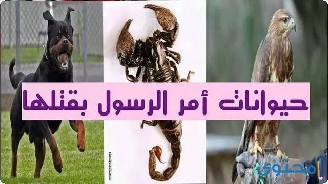 الحيوانات التي امر الرسول بقتلها