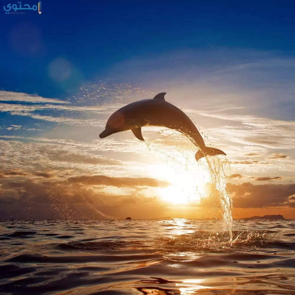 أجمل خلفيات دلافين 