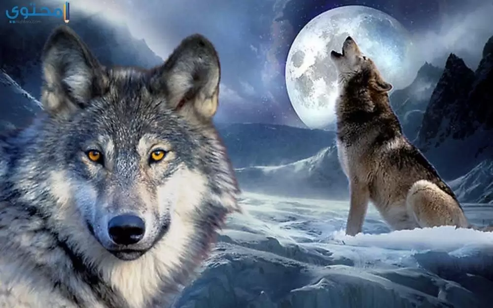 خلفيات وصور ذئاب جميلة Wolves