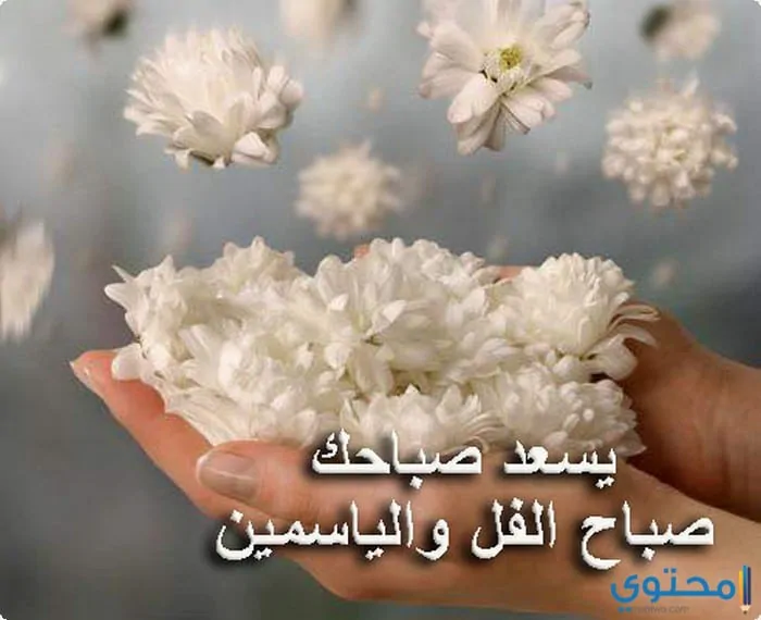 صباحية للإهداء07