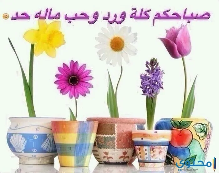 صباحية للإهداء29