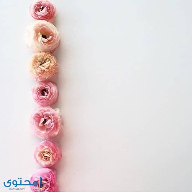 خلفيات هادئة للكتابة عليها