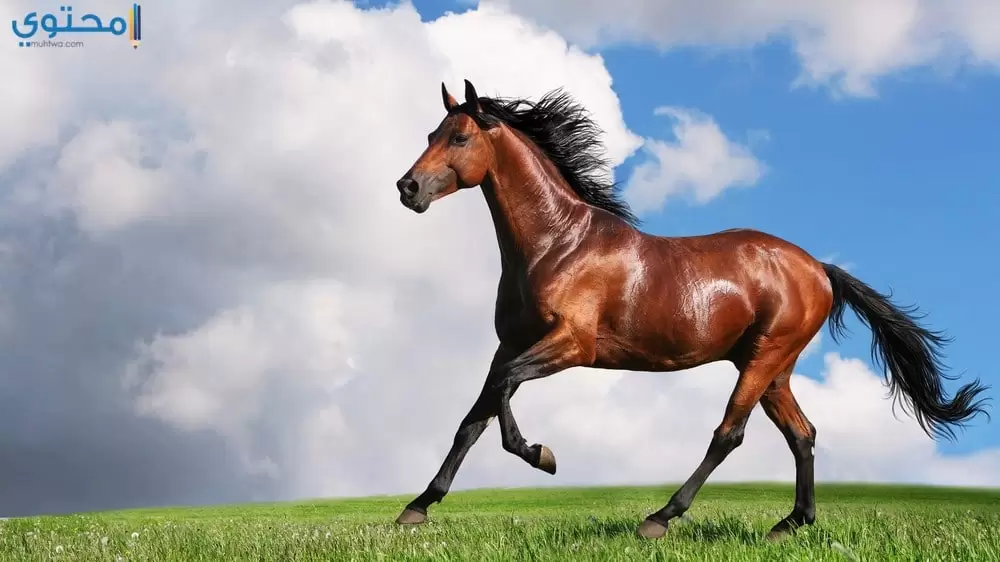 أحدث صور الخيول العربية الأصيلة 