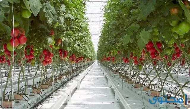 دراسة جدوى زراعة الطماطم