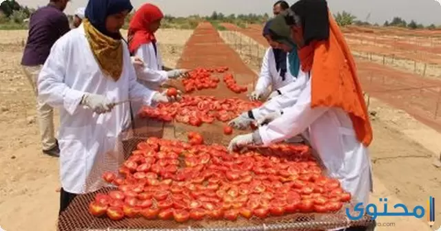 دراسة جدوى مشروع تجفيف الطماطم