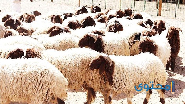 دراسة جدوى مشروع تربية الأغنام 1 دراسة جدوى مشروع تربية الأغنام