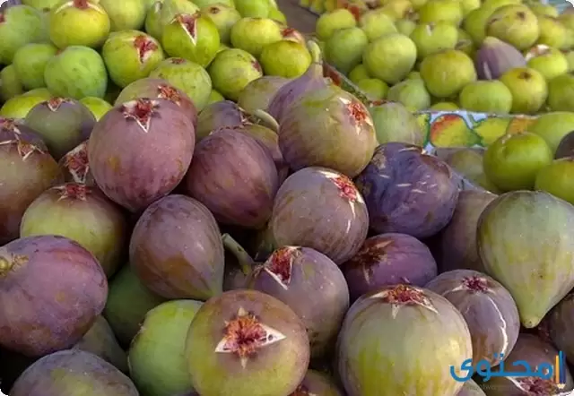 دراسة جدوى مشروع زراعة التين البرشومي