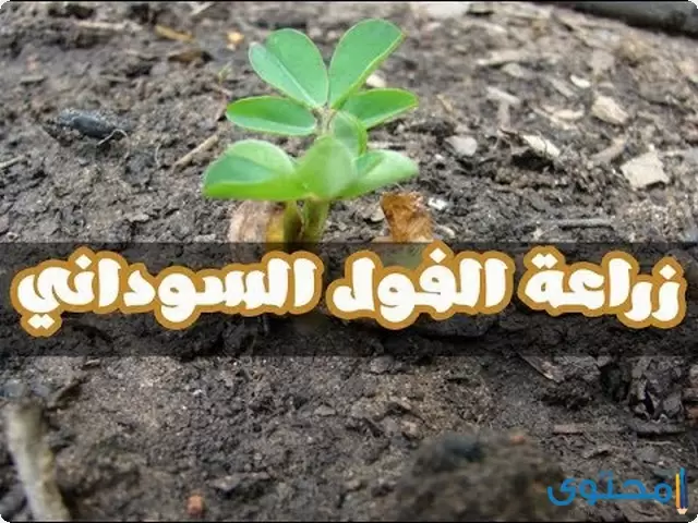 مشروع زراعة الفول السوداني