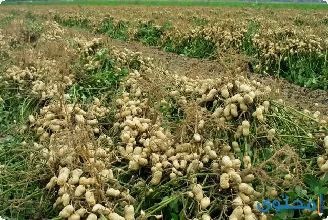 دراسة جدوى مشروع زراعة الفول السوداني