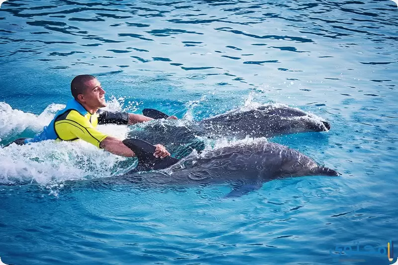 السباحة مع الدلافين