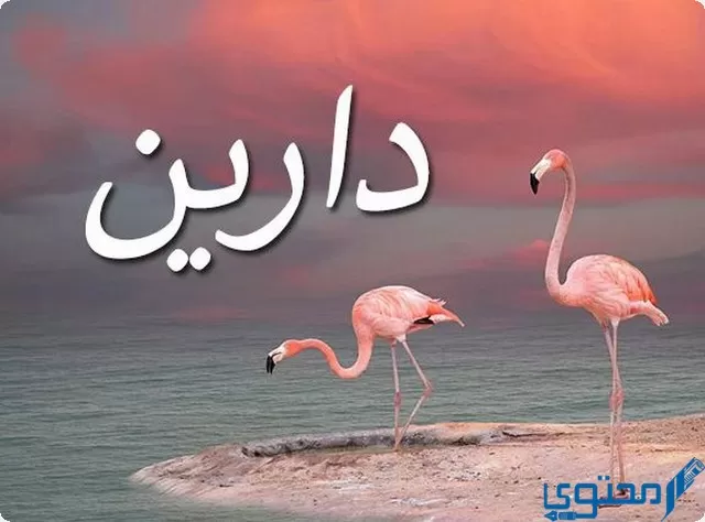 دلع اسم دارين