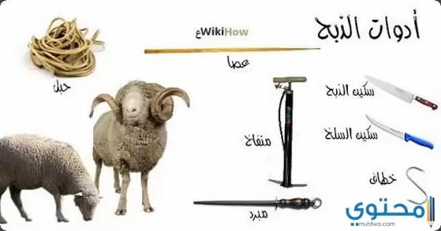 الأضحية