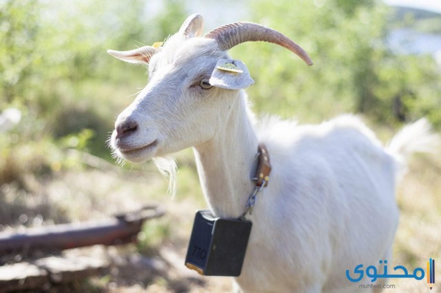 تفسير رؤية ذبح الماعز في المنام لابن سيرين 1 ذبح الماعز في المنام