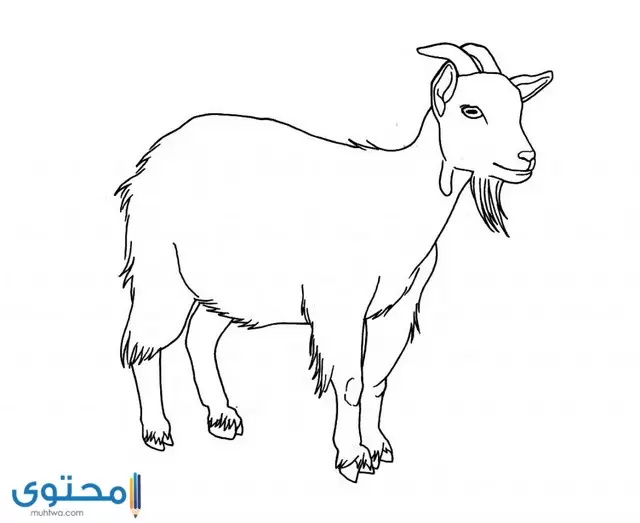 رسم حيوانات المزرعة للاطفال