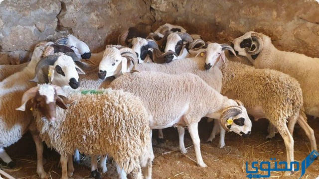 سعر الاضاحي وزارة الزراعة