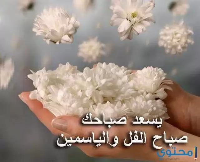 صباح الفل