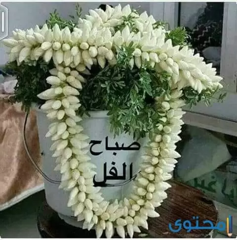 صباح الحب والعهود