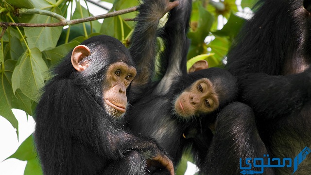 صفات الشمبانزي
