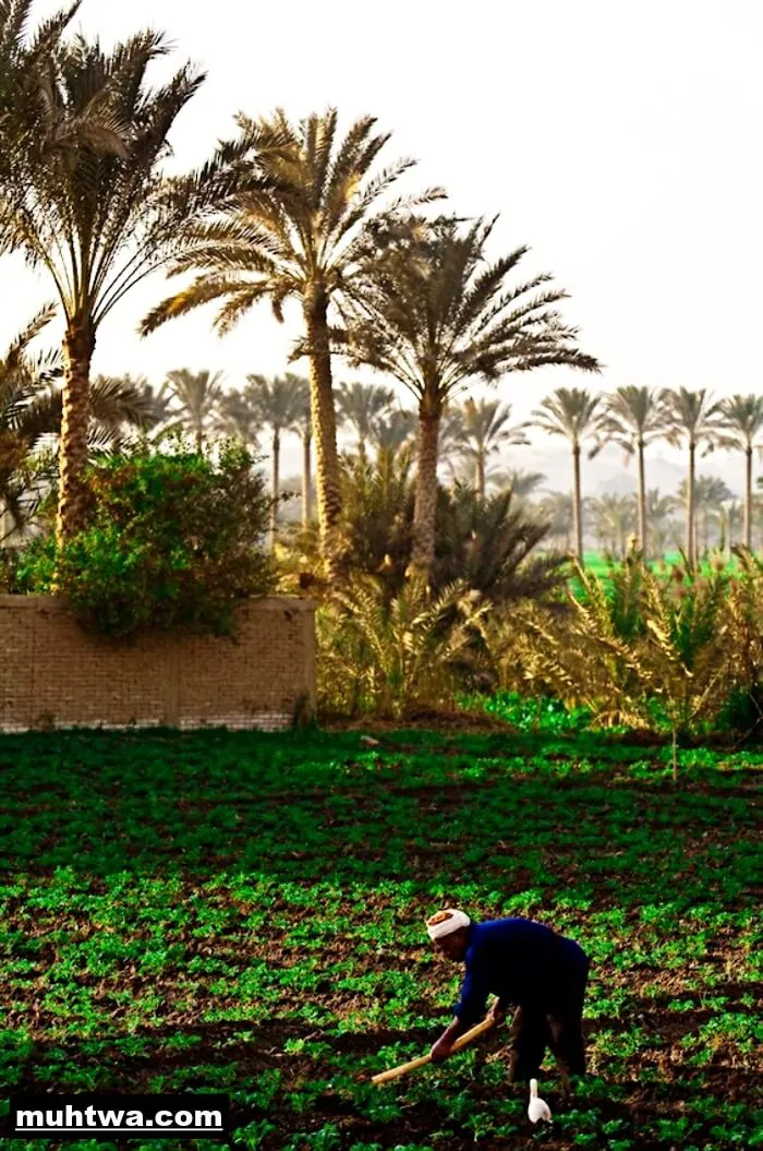صور البيئة الصالحة