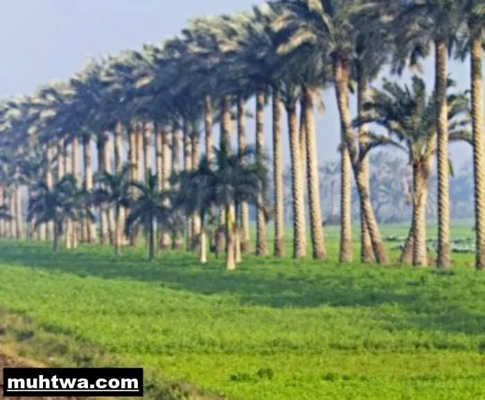صور البيئة الصالحة
