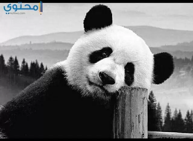 دب باندا زعلان