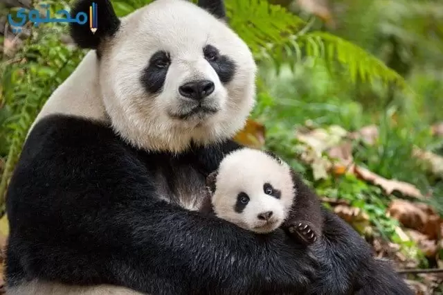 أجمل الصور لحيوان الباندا 