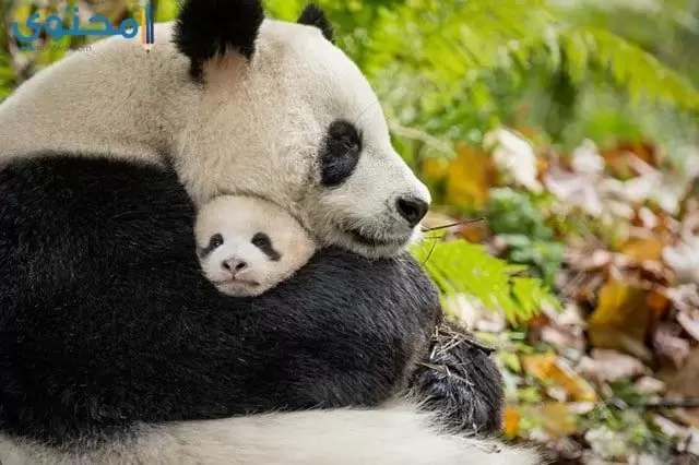 أروع صور لحيوان الباندا