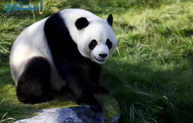 خلفيات حيوان الباندا حديثة