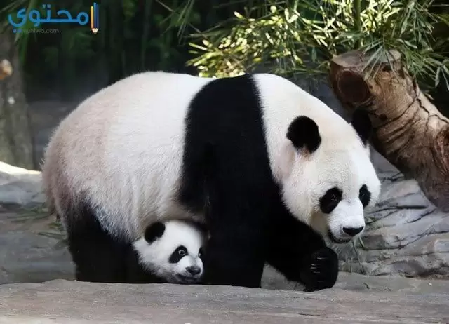 صور ورمزيات حيوان الباندا 