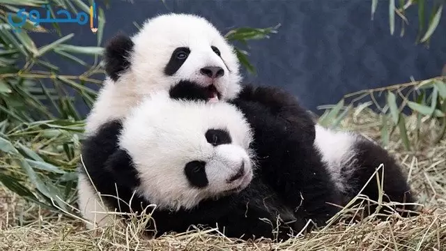 صور باندا كيوت روعة