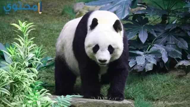 أجمل صور خلفيات الباندا