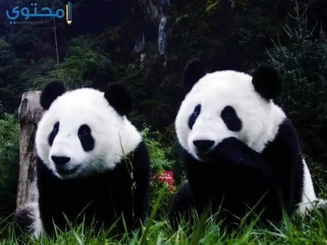 صور باندا كيوت
