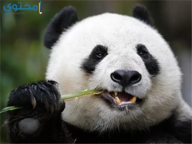 صور باندا للفيس بوك
