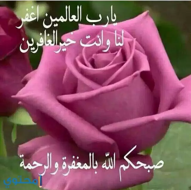 صور جديدة 2024