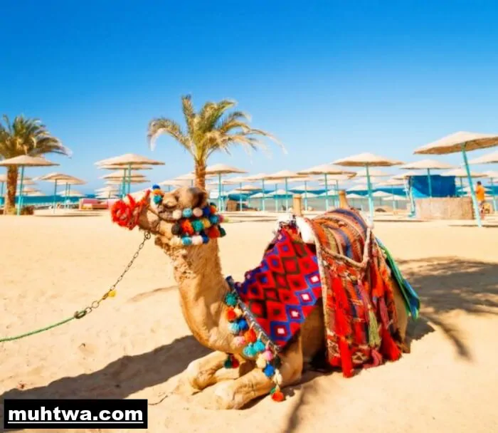 صور جو مصر