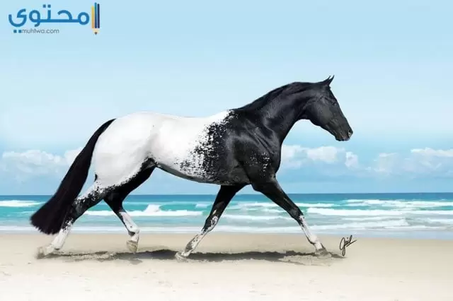 اجمل حصان في العالم 