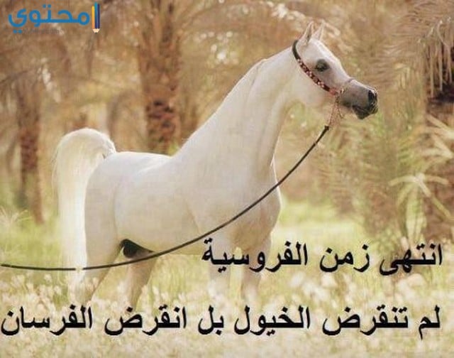صور اجمل الخيول العربية