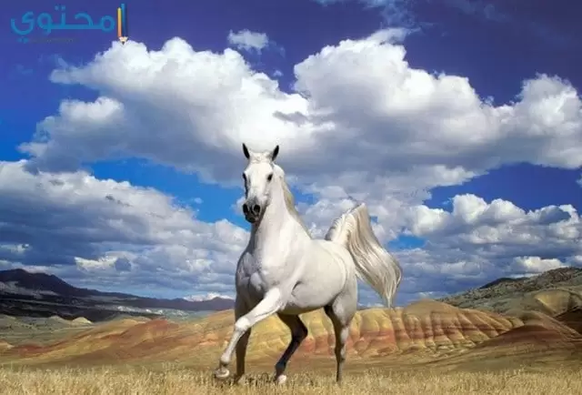 حصان29
