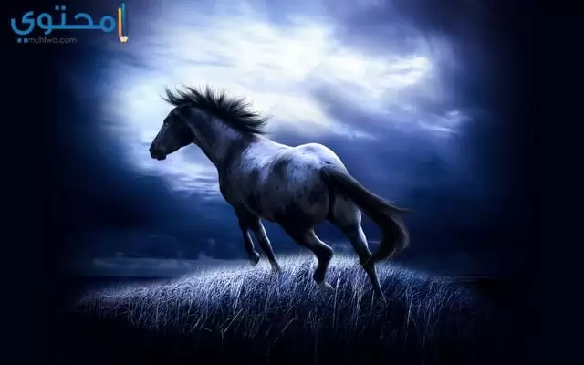 حصان33