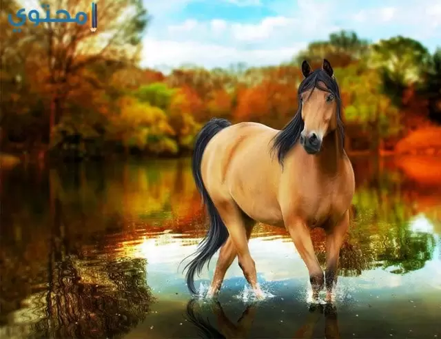 حصان48