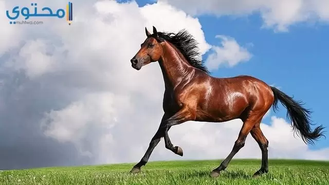 حصان62