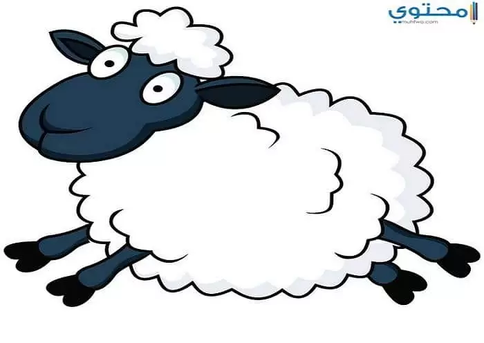 خروف العيد02