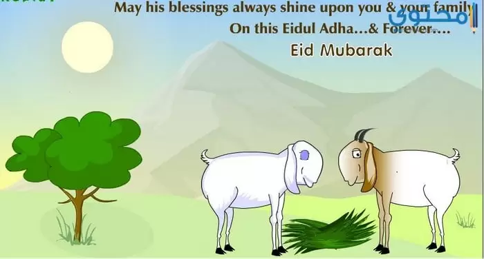 خروف العيد05