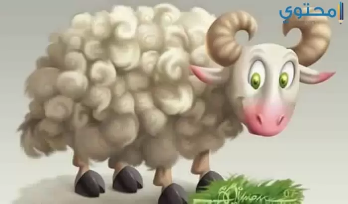خروف العيد25
