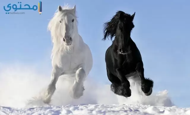 صور الخيول بيضاء وسوداء