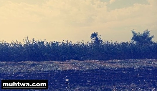 موضوع تعبير عن الفرق بين الريف والمدينة بالعناصر 1 صور عن الريف 1
