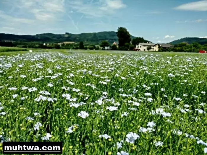 صور عن الزراعة