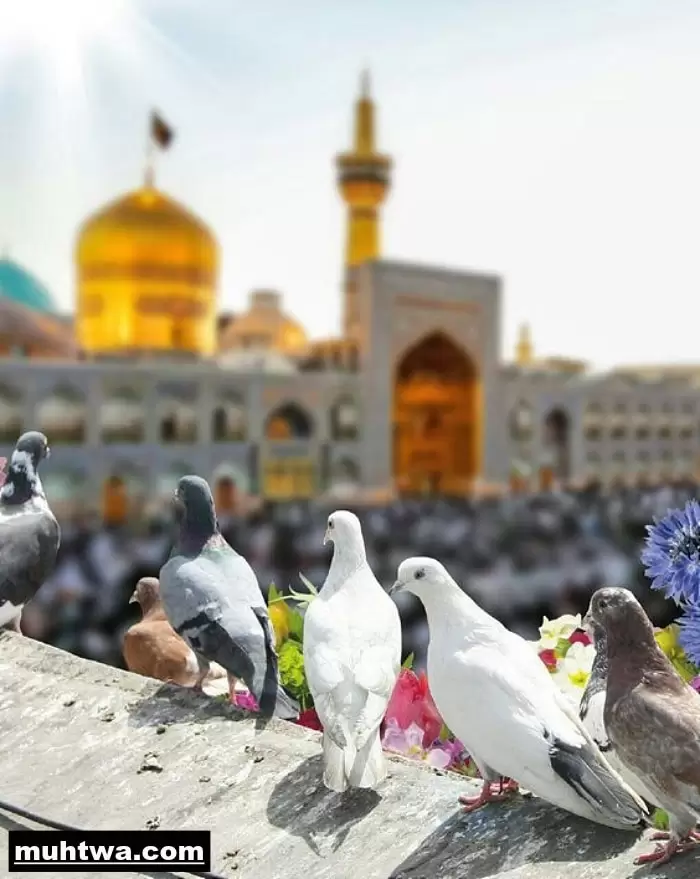 صور عن السلام
